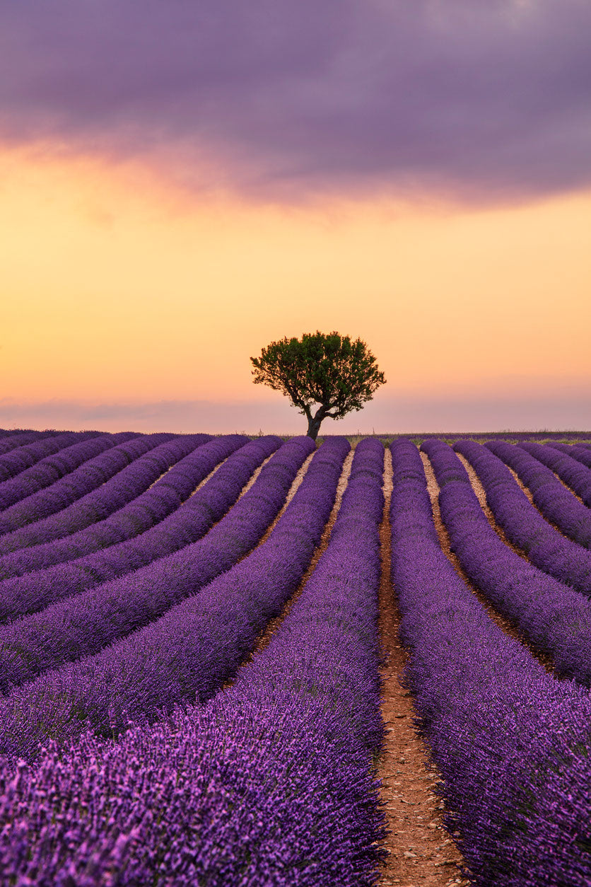 Lavender Field Sunset Scenery Home Decor Premium Quality Poster Print Choose Your Sizes