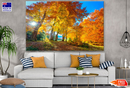 Autumn Forest Scenery Photograph Print 100% Australian Made