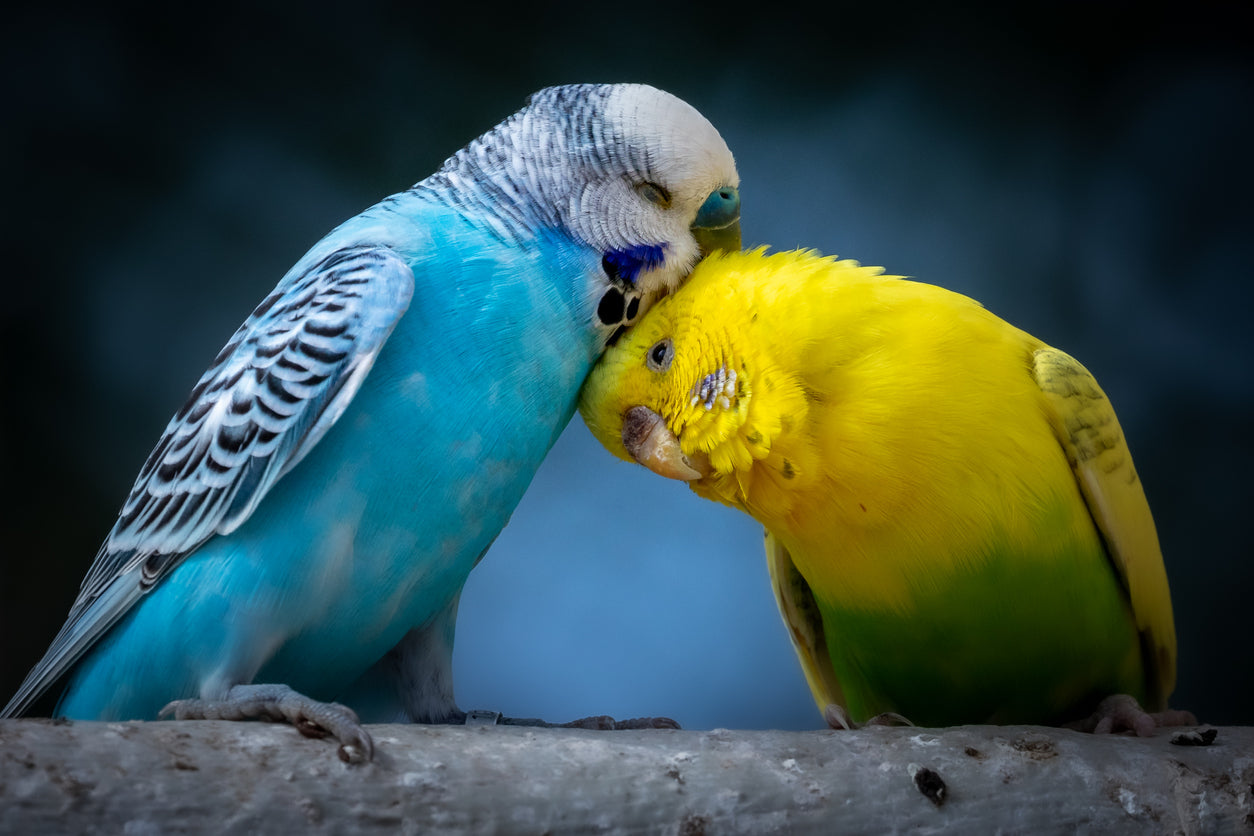 Love Birds Closeup Photograph Print 100% Australian Made