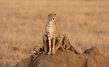 Cheetah & Cubs on a Rock View Home Decor Premium Quality Poster Print Choose Your Sizes