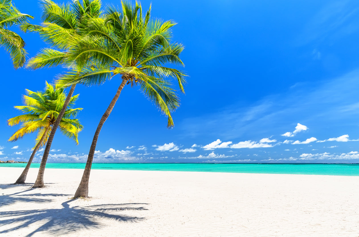 Palm Trees Near Sea Photograph Print 100% Australian Made