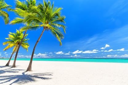 Palm Trees Near Sea Photograph Home Decor Premium Quality Poster Print Choose Your Sizes