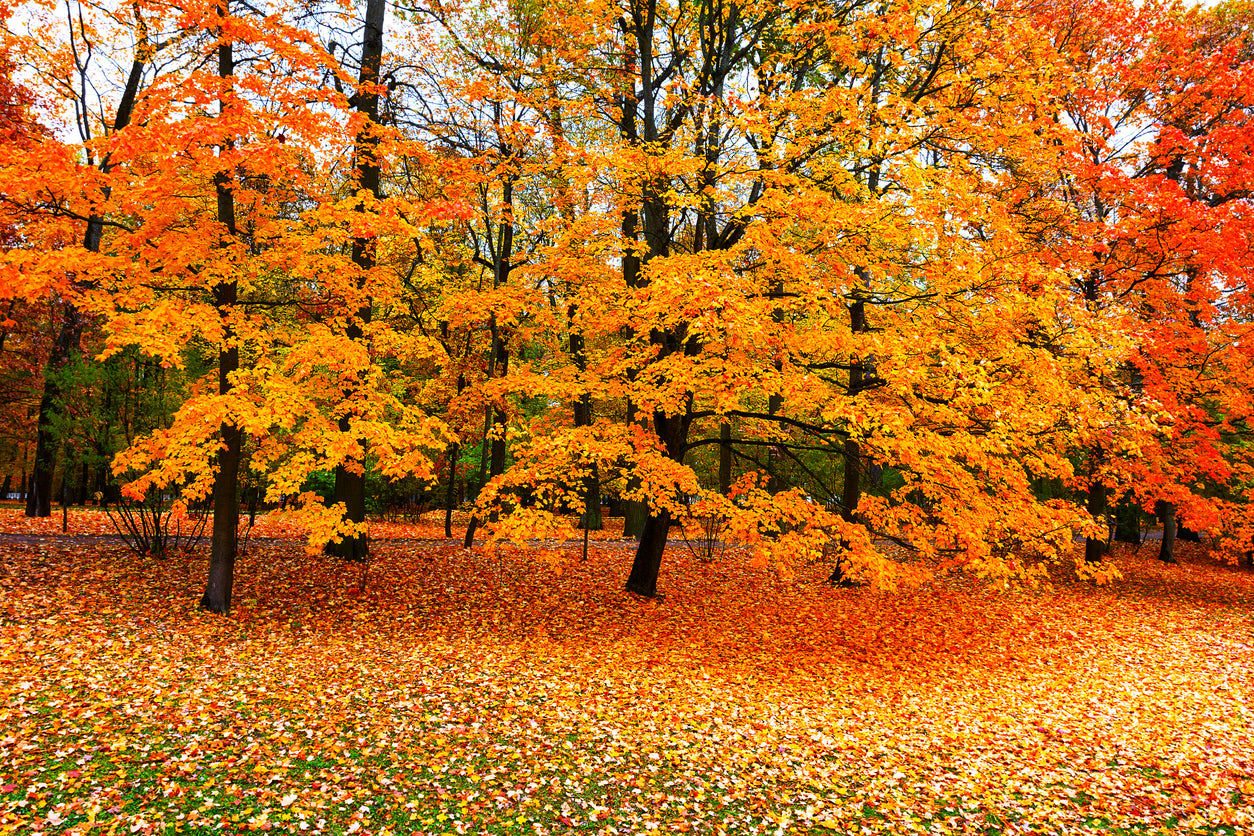 Yellow Autumn Forest Photograph Print 100% Australian Made