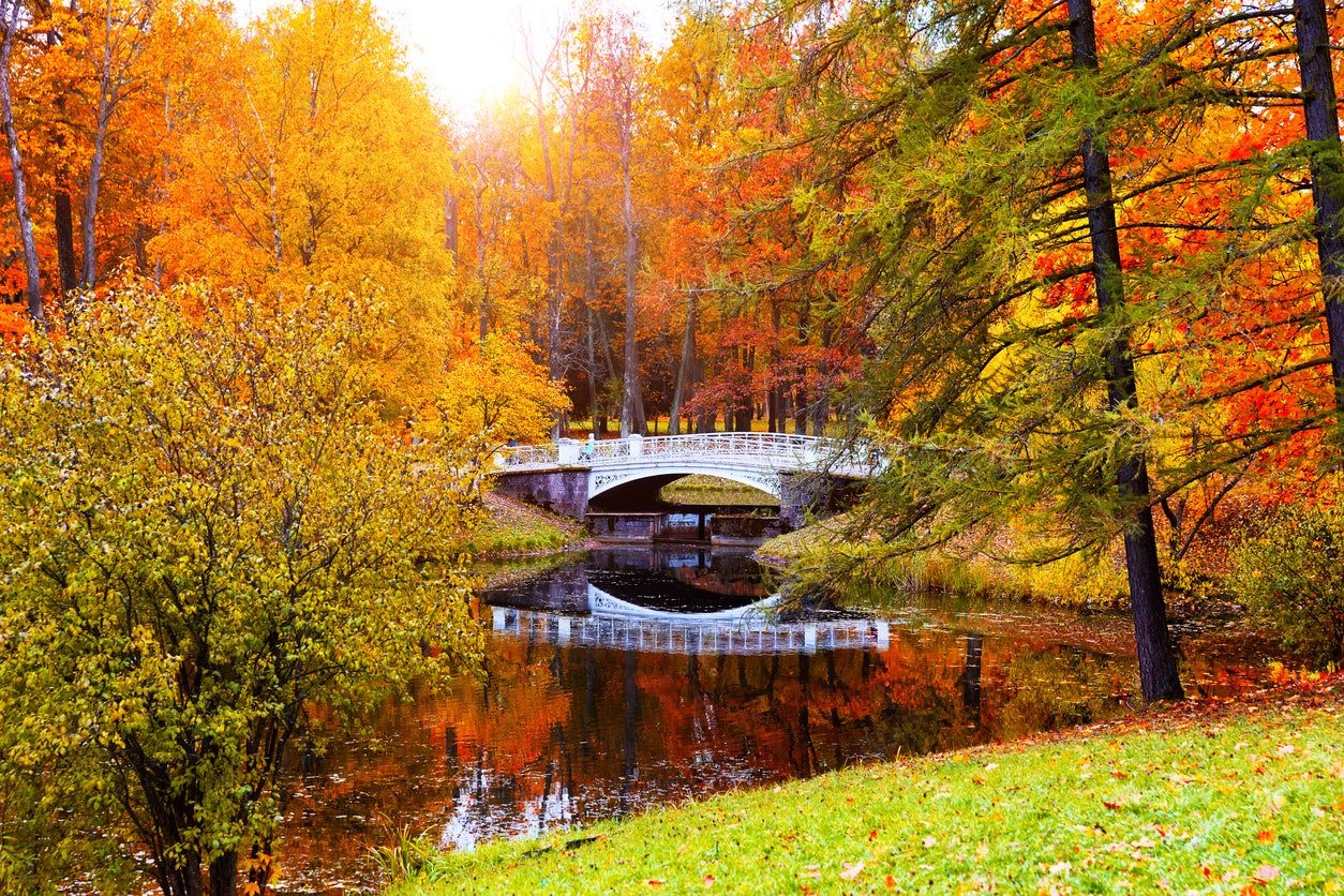 Autumn Forest & Bridge Photograph Print 100% Australian Made