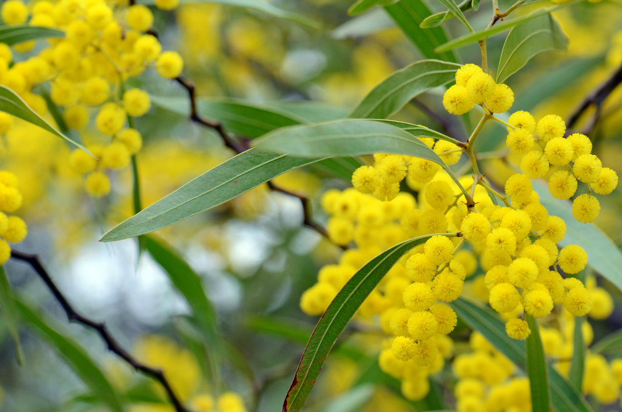 Yellow Flower Tree Closeup View Home Decor Premium Quality Poster Print Choose Your Sizes