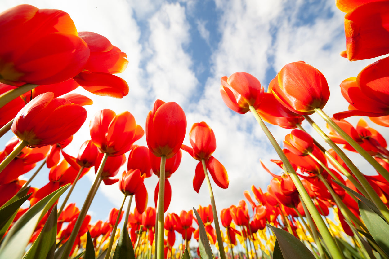 Red Tulip Flower Field Photograph Print 100% Australian Made