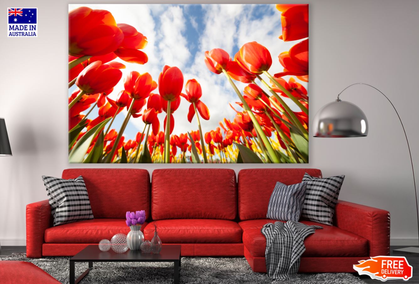 Red Tulip Flower Field Photograph Print 100% Australian Made