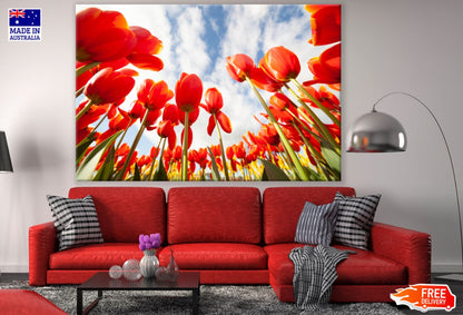 Red Tulip Flower Field Photograph Print 100% Australian Made