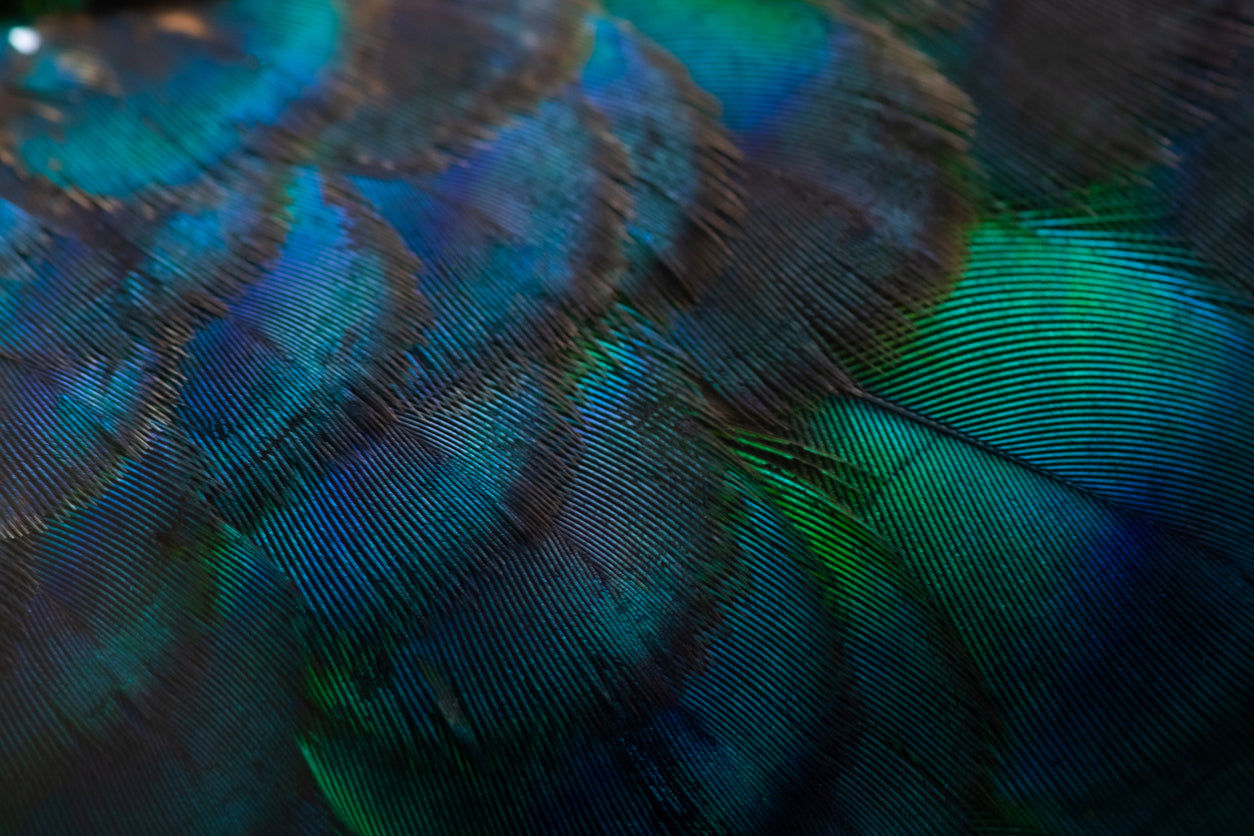 Colorful Feathers Closeup Photograph Print 100% Australian Made