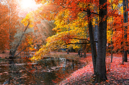 Pond in Autumn Forest Photograph Print 100% Australian Made