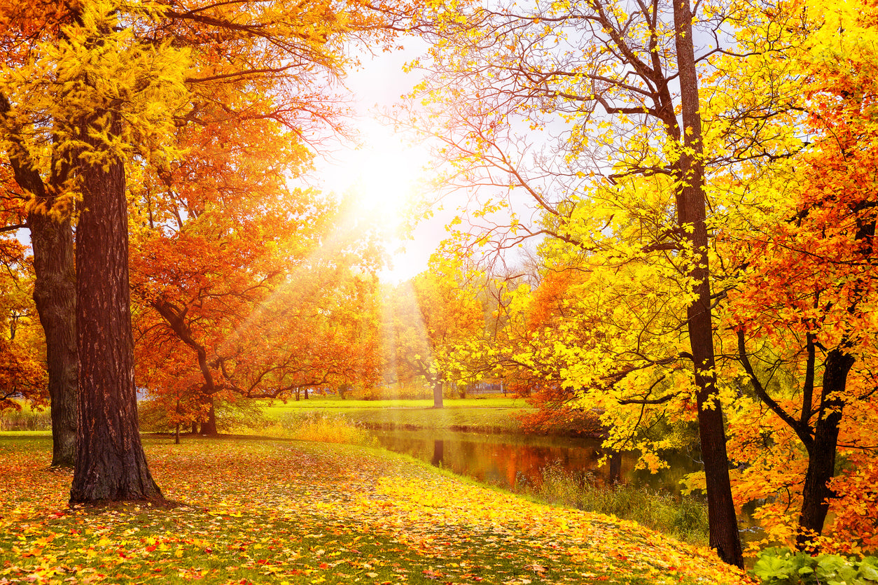 Autumn Forest & River Photograph Print 100% Australian Made