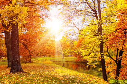 Autumn Forest & River Photograph Print 100% Australian Made
