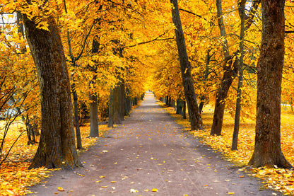 Road in Autumn Forest Photograph Print 100% Australian Made