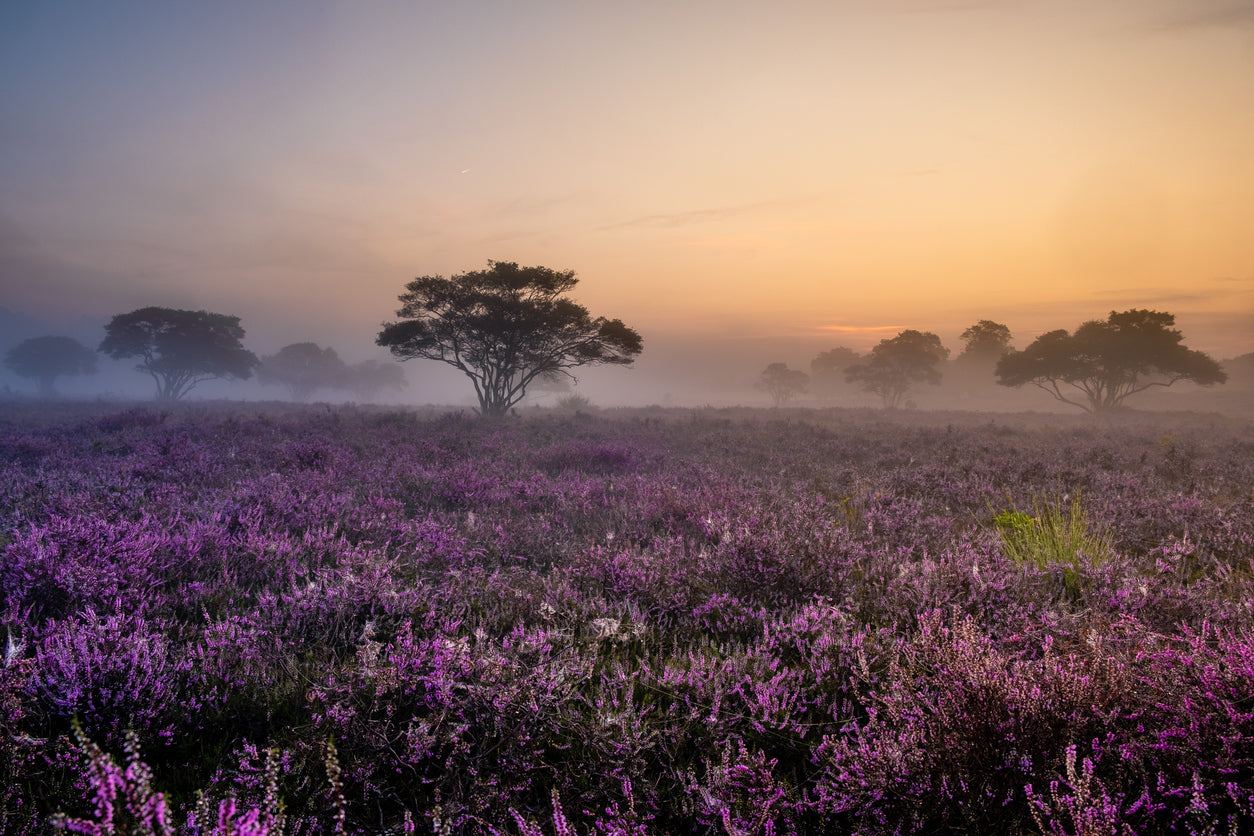 Flower Field Sunset Scenery View Print 100% Australian Made