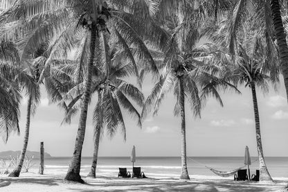 Palm Trees Near Sea B&W View Print 100% Australian Made