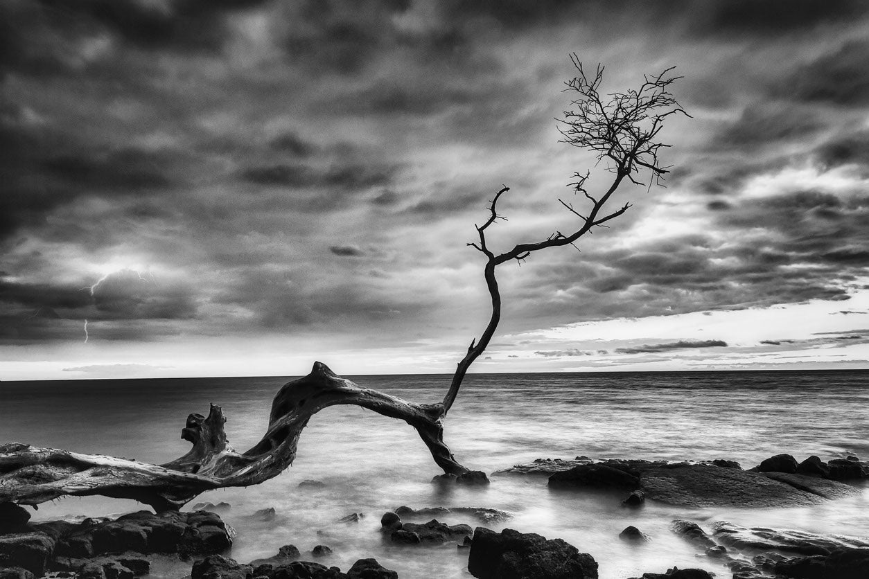 Dead Tree on Sea B&W Photograph Home Decor Premium Quality Poster Print Choose Your Sizes