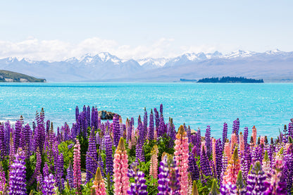 Lupine Flower Field & Sea with Mountain Range View Photograph Print 100% Australian Made