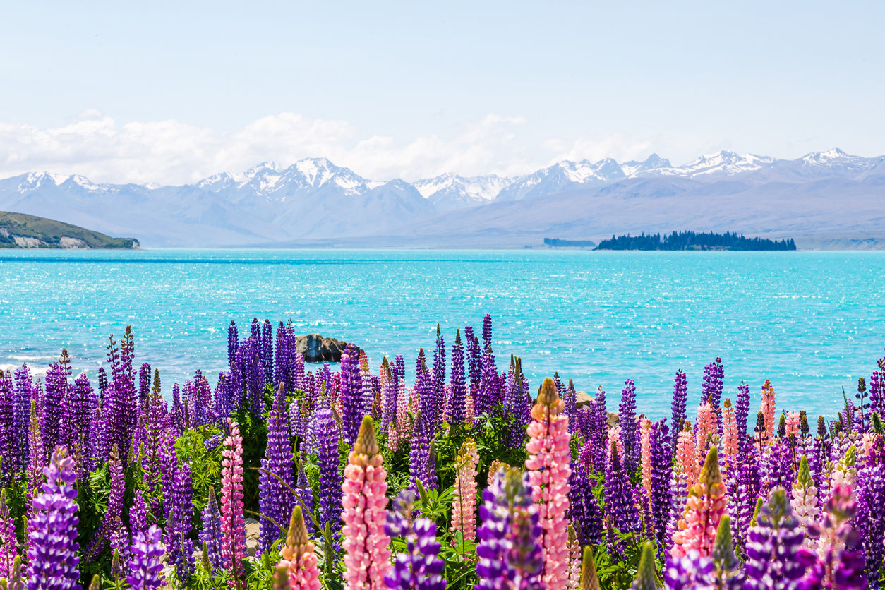 Flower Field Near Lake Photograph Print 100% Australian Made