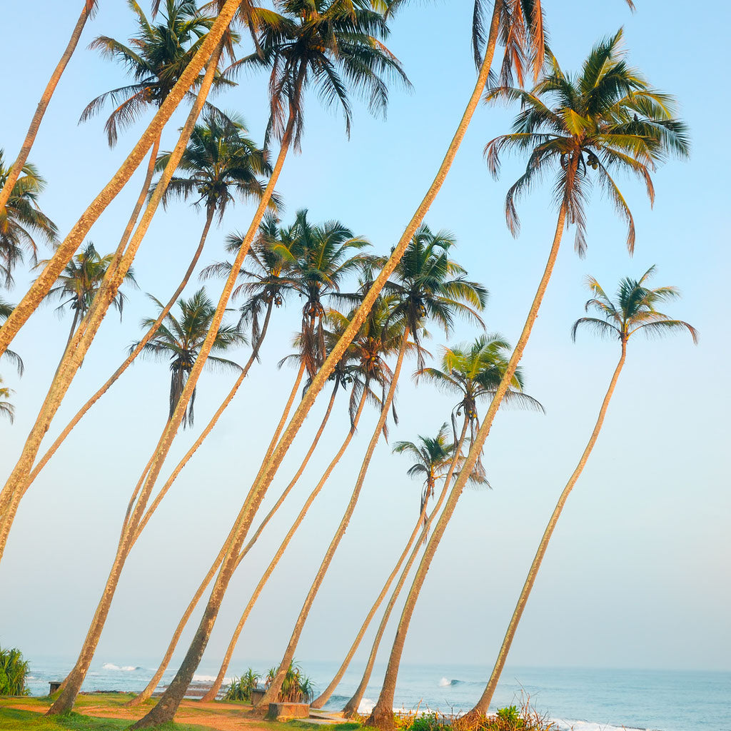 Square Canvas Palm Trees Near Sea Scenery High Quality Print 100% Australian Made