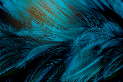 Colorful Feathers Closeup Photograph Print 100% Australian Made