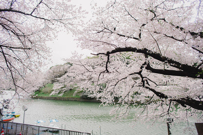 Blossom Trees Near River View Print 100% Australian Made