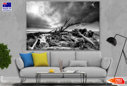 Dead Trees on Sea Shore B&W View Print 100% Australian Made