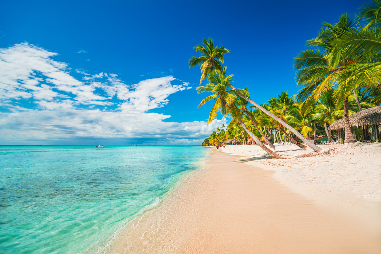 Palm Trees Near Sea Photograph Print 100% Australian Made