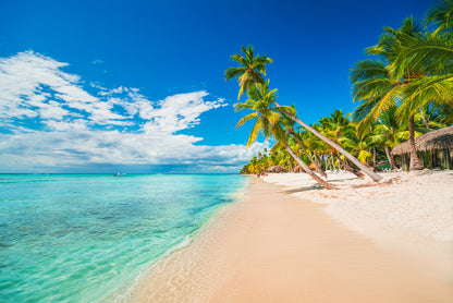 Palm Trees Near Sea Photograph Home Decor Premium Quality Poster Print Choose Your Sizes