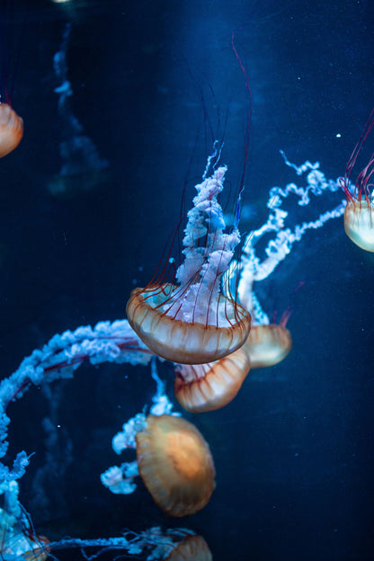 Jelly Fish Underwater Photograph Home Decor Premium Quality Poster Print Choose Your Sizes