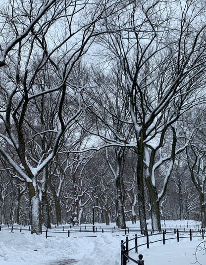 Snow Covered Forest Photograph Print 100% Australian Made