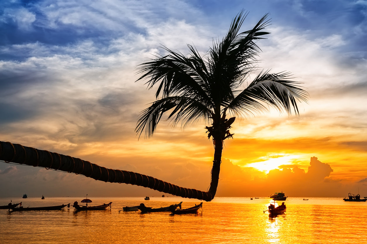 Palm Tree & Sea Sunset Photograph Home Decor Premium Quality Poster Print Choose Your Sizes