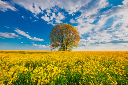 Yellow Flower Field Photograph Print 100% Australian Made