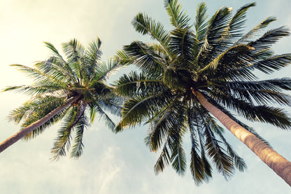 Palm Trees Closeup Photograph Home Decor Premium Quality Poster Print Choose Your Sizes