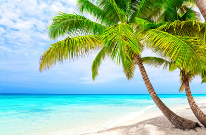 Palm Trees Near Sea Photograph Home Decor Premium Quality Poster Print Choose Your Sizes