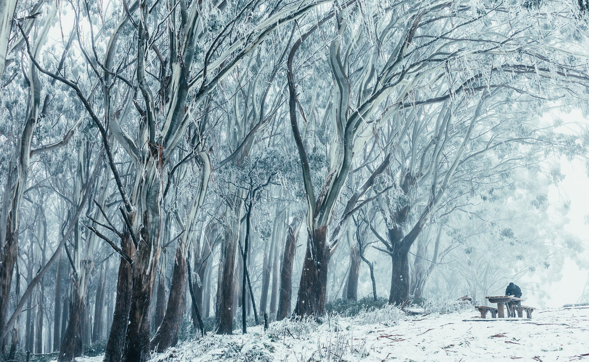 Snow Covered Forest Photograph Print 100% Australian Made