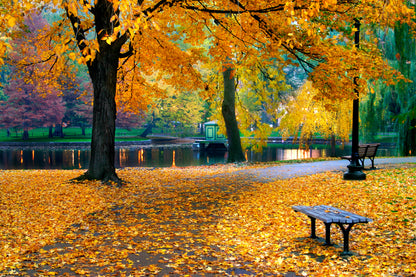 Autumn Tree Park Photograph Print 100% Australian Made