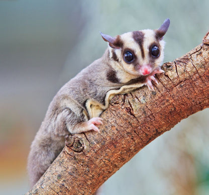 Square Canvas Sugar Glider on a Tree View High Quality Print 100% Australian Made