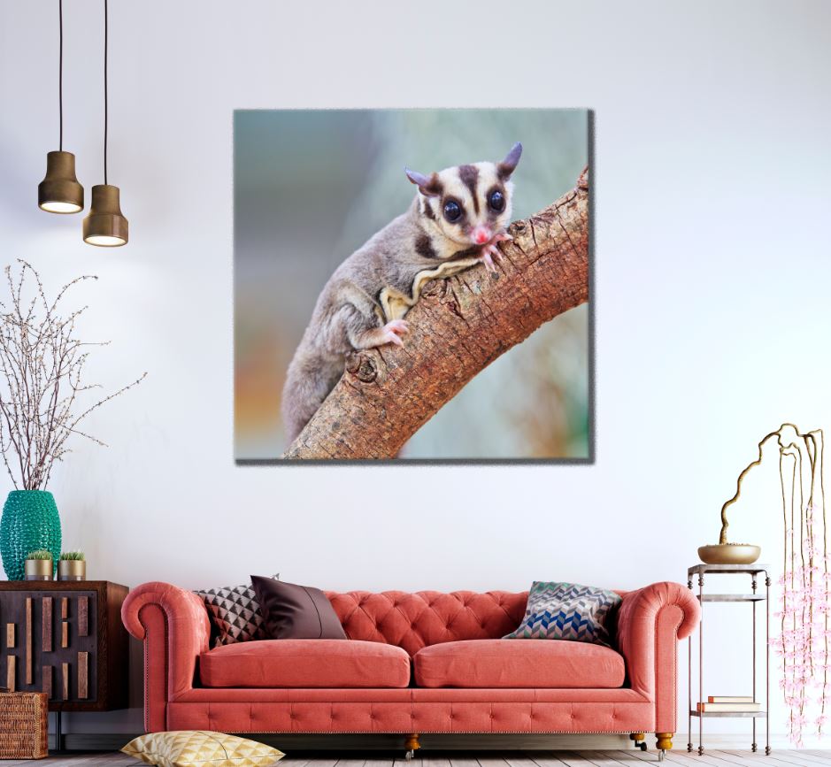 Square Canvas Sugar Glider on a Tree View High Quality Print 100% Australian Made