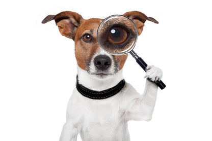 Dog & Glass Portrait Photograph Print 100% Australian Made
