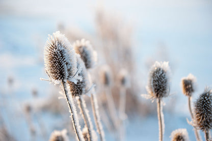 Dry Grass Flower Macro Photograph Home Decor Premium Quality Poster Print Choose Your Sizes