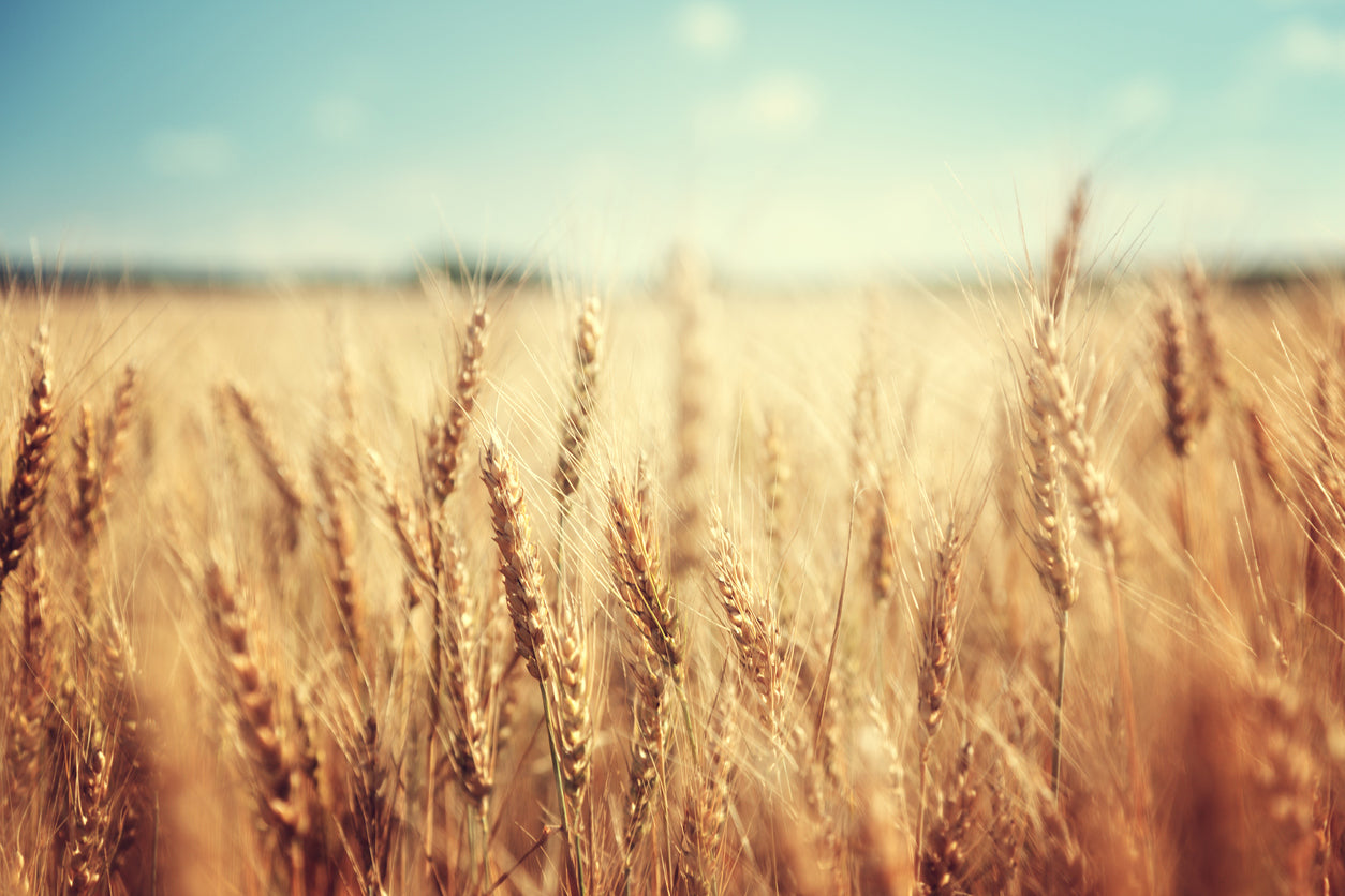 Dry Paddy Field Photograph Home Decor Premium Quality Poster Print Choose Your Sizes