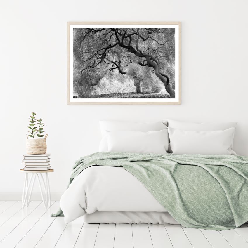 B&W Trees Forest Photograph Home Decor Premium Quality Poster Print Choose Your Sizes