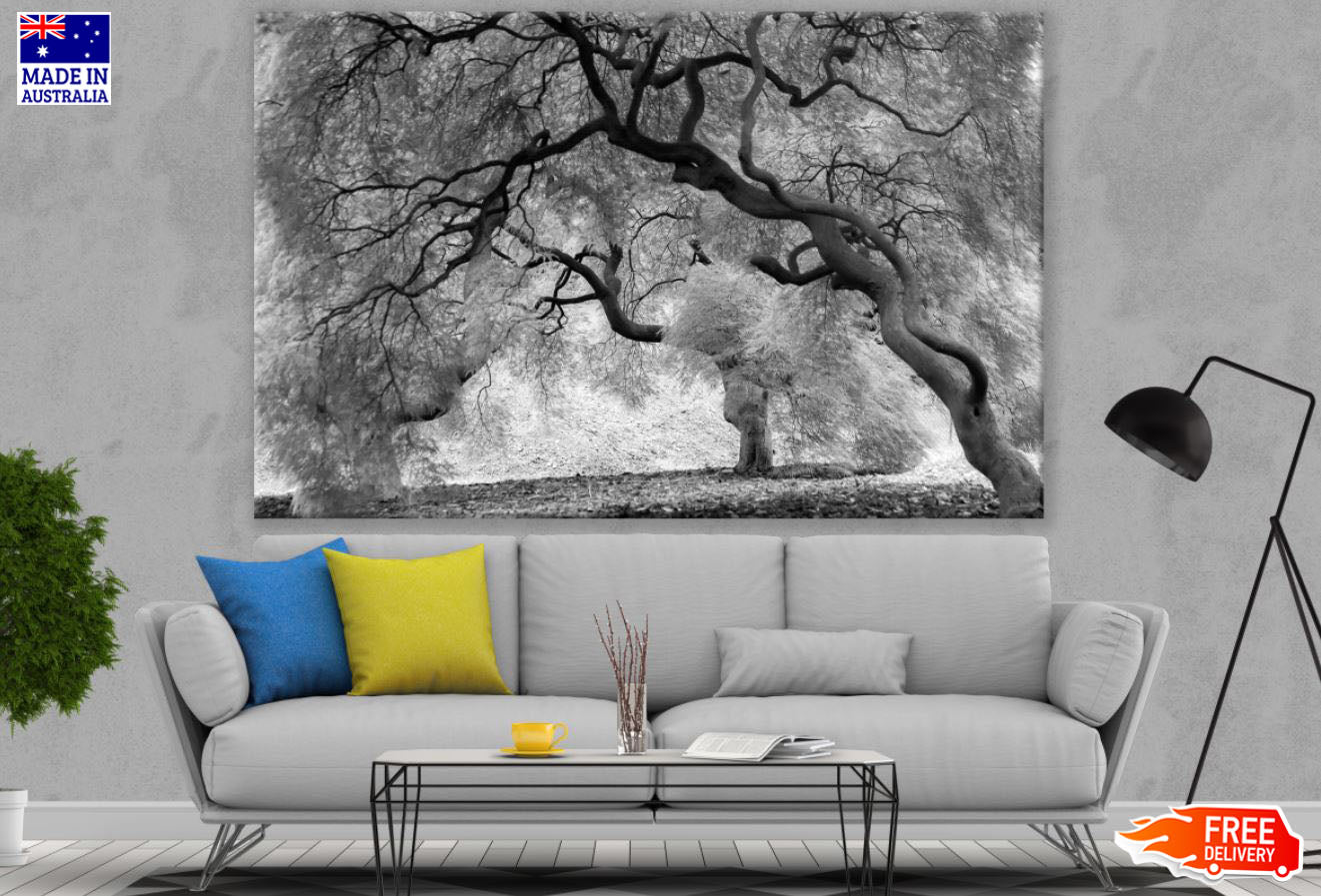 B&W Trees Forest Photograph Print 100% Australian Made