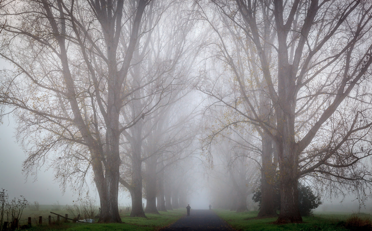 Misty Forest Scenery Photograph Print 100% Australian Made