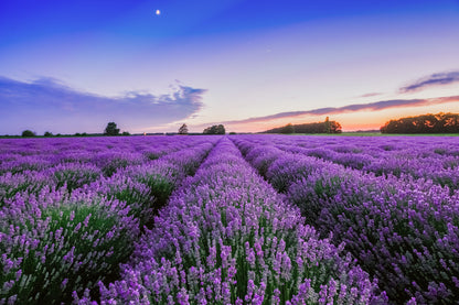 Lavender Field Sunset Photograph Home Decor Premium Quality Poster Print Choose Your Sizes