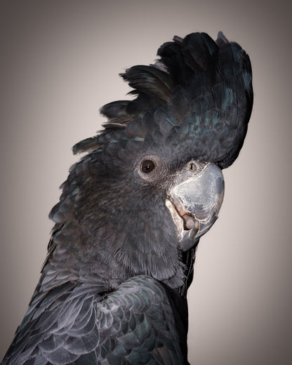 Macaw Bird Portrait Photograph Print 100% Australian Made
