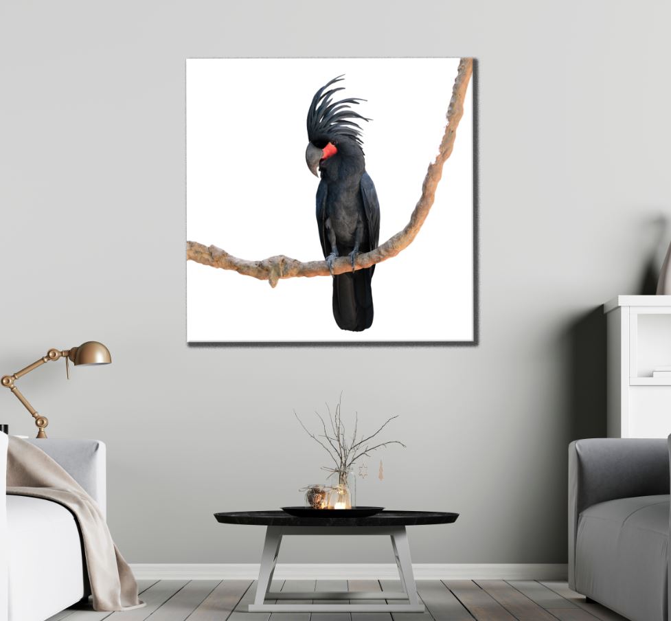 Square Canvas Black Cockatoo Bird Closeup High Quality Print 100% Australian Made