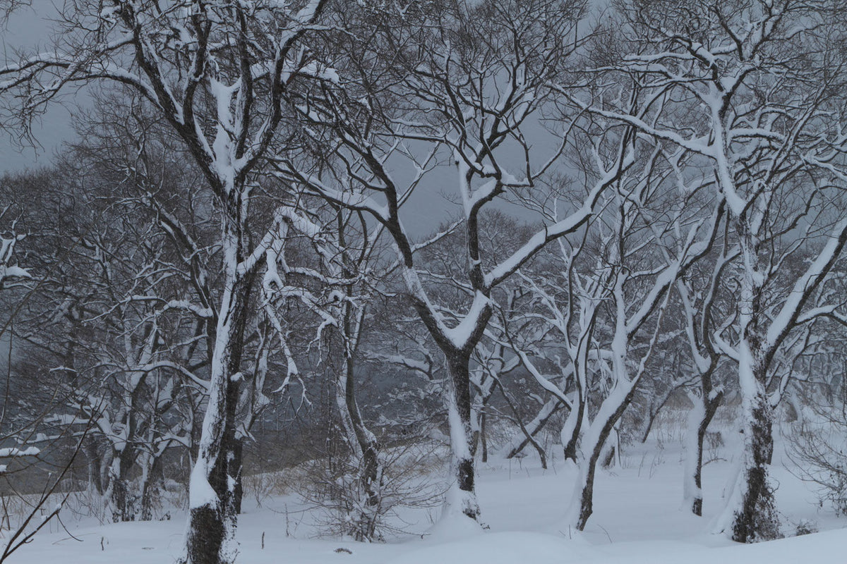 Snow Covered Forest Photograph Print 100% Australian Made