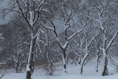 Snow Covered Forest Photograph Print 100% Australian Made
