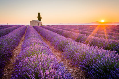 Lavender Field Sunset Scenery Print 100% Australian Made